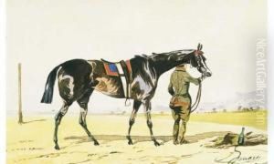 Cheval Et Cavalier A La Barriere. Le Pur Sang Arabe