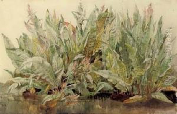 Study Of Dockleaves - view 1