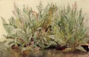 Study Of Dockleaves by James Aumonier