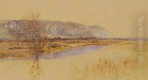 Marshland Landscape