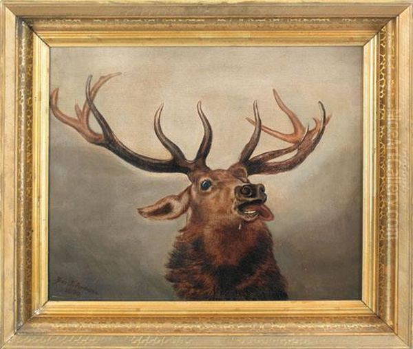 An Elk - view 1