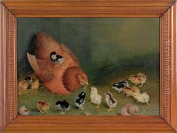Thirteen Chicks - view 1