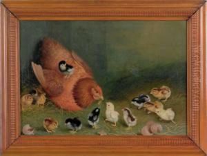 Thirteen Chicks by Ben Austrian
