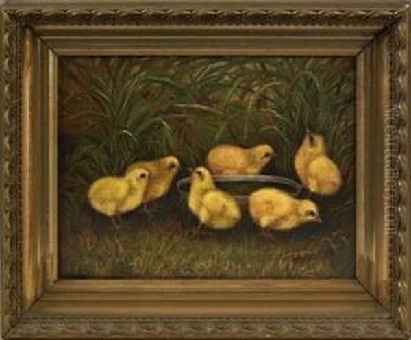 Chicks - view 1
