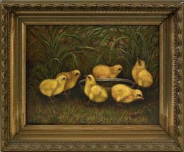 6 Chicks - view 1