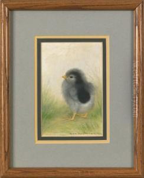 Single Chick - view 1