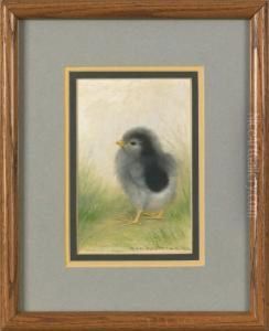 Single Chick by Ben Austrian