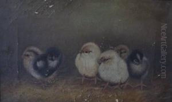 Chicks - view 1