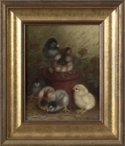 Chicks And A Flowerpot Chicks And A Flowerpot