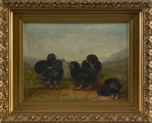 Black Chicks - view 1
