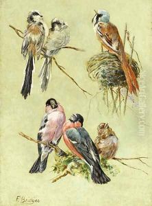 Bird Studies by Fidelia Bridges