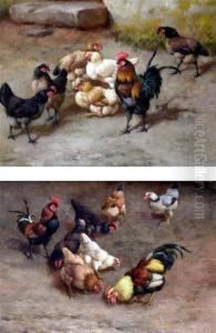Chickens In A Yard