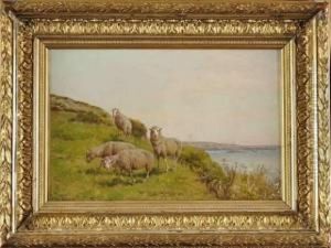 Mouton Dans La Prairie