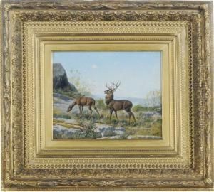Doe And A Stag Doe And A Stag