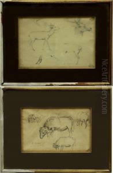 Estudio De Animales - view 1