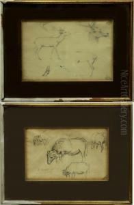 Estudio De Animales by Dionis Verdaguer Baixeras