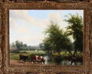 Cattle At A Riverbank In Summer