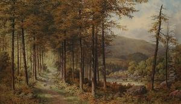Larch Woods In Borrowdale - view 1