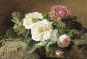 Pink And White Roses Pink And White Roses
