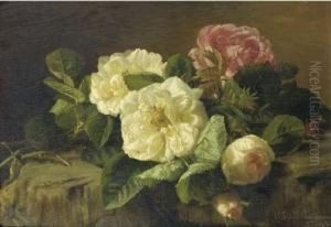 Wild Roses Wild Roses