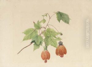 A Study Of A Chinese Bell Flower by Geraldine Jacoba Van De Sande Bakhuyzen