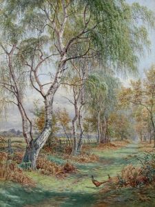 Pheasants On A Woodland Drive