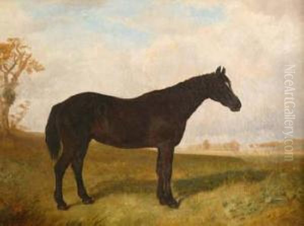 Black Horse In A Landscape With Country Housebeyond - view 1
