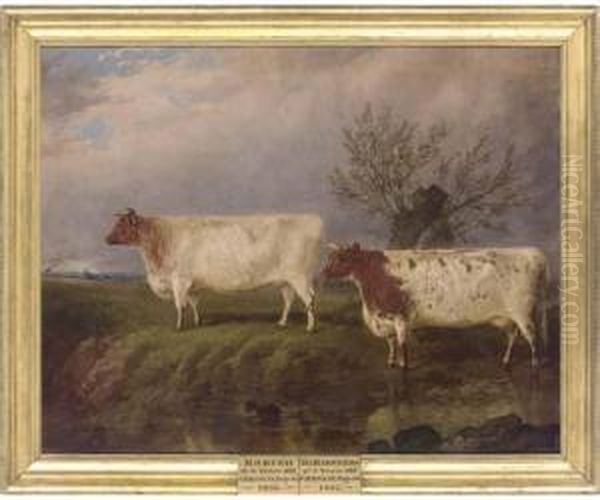 Modish, A Three-year-old Cow And The Baroness, A Three-year-old Cow - view 1