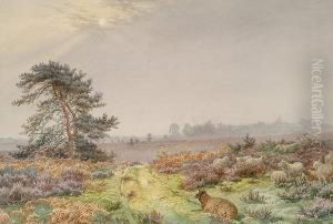 Sheep In A Rural Landscape Sheep In A Rural Landscape