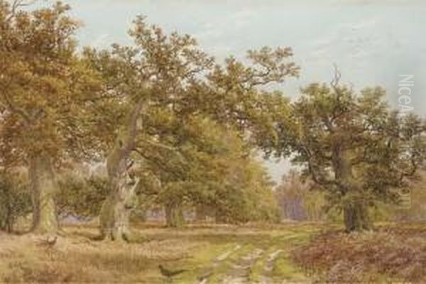 Pheasants On A Woodland Ride - view 1