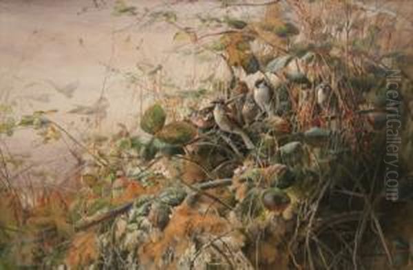 Sparrows And A Chaffinch Amongstbrambles - view 1