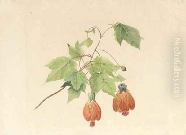 A study of a Chinese bell flower - view 1