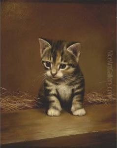 Grey And White Kitten Just Observing