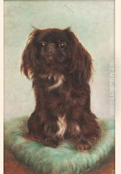 A Pekingese - view 1