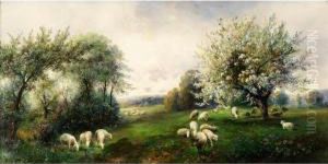 Schafe Vor Bluhenden Baumen In Weiter Landschaft by Emil Barbarini