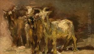 Cabras Cabras