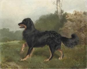 Sharp, Brother Of Fern, A Collie Dog Sharp, Brother Of Fern, A Collie Dog