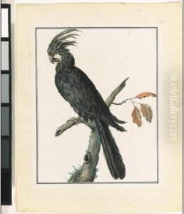 Study Of A Black Parrot On A Tree Branch by Pieter Bartholomeusz. Barbiers IV