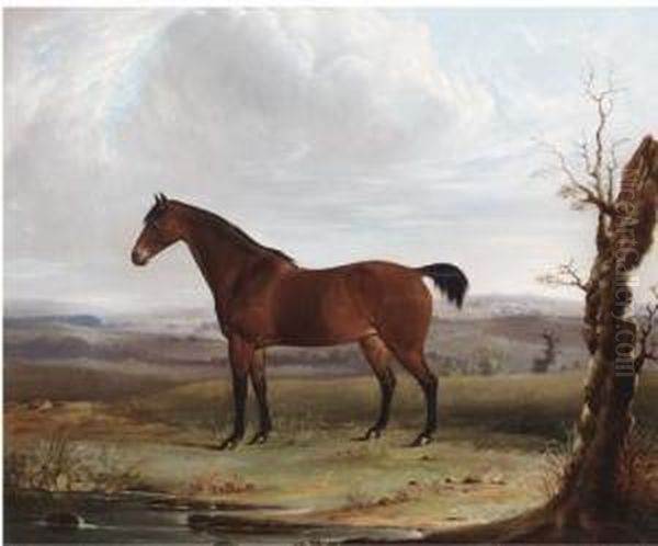 A Bay Hunter In An Extensive Landscape - view 1