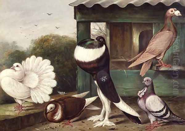Pouter Pigeons - view 1
