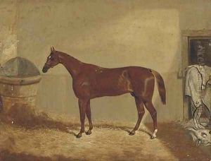 The Derby winner 'Daniel O'Rourke' in a stable