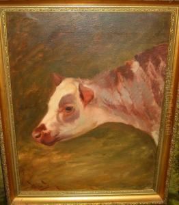 Study Of A Calf