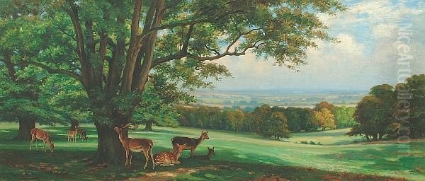 Deer At Rest In Studley Park - view 1