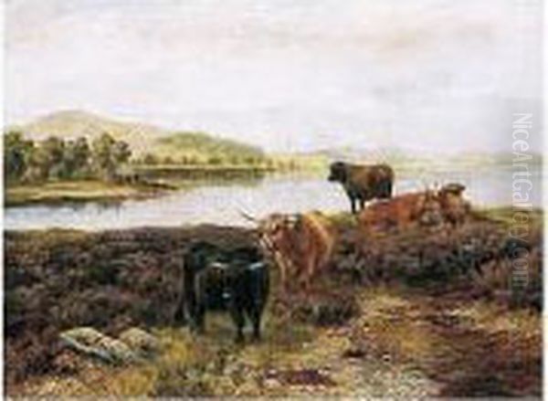 Highland Cattle Resting - view 1