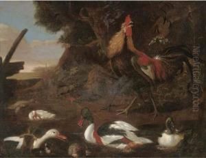 Cock by Francis Barlow