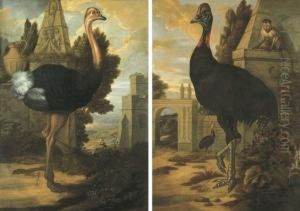 An Ostrich; And A Cassowary by Francis Barlow