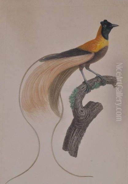 Exotic Birds - view 1