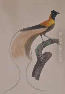 Exotic Birds by Jacques Barraband