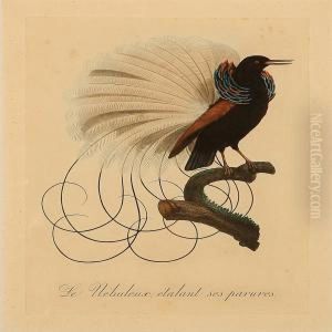 Le Rollier A Long Brins D'afrique,
Male by Jacques Barraband