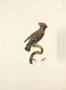 Bohemian Waxwing (bombycilla Garrulus) Bohemian Waxwing (bombycilla Garrulus)